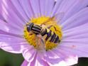 Helophilus fasciatus (Narrow-headed Marsh Fly).jpg